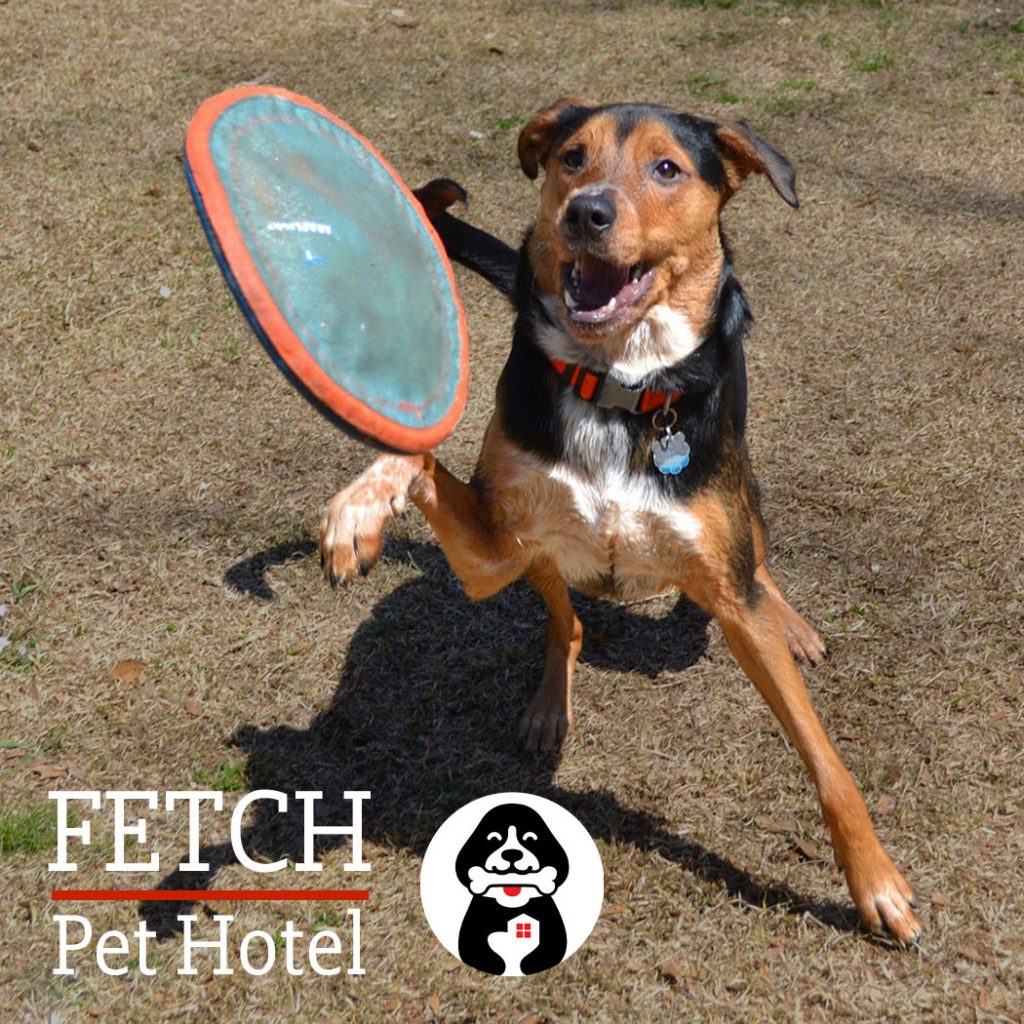 Fetch Pet Hotel promo card